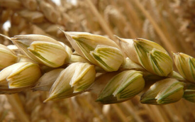 Les XIXe et XXe siècle