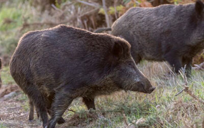 Arrêté « autorisation tirs de nuit sangliers »