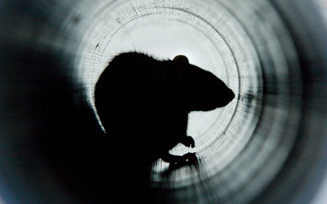 Campagne de dératisation