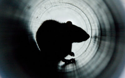 Campagne de dératisation