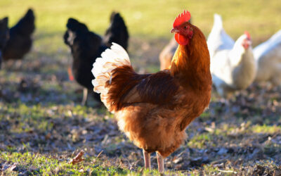 Passage de la France en niveau élevé de risque influenza aviaire