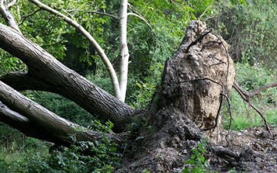 Interdiction de fréquentation des espaces forestiers
